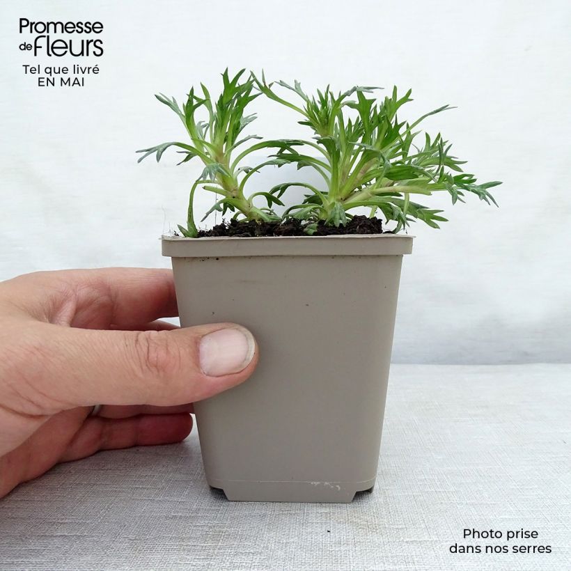 Azorella trifurcata Nana 8/9 cm pot sample as delivered in spring