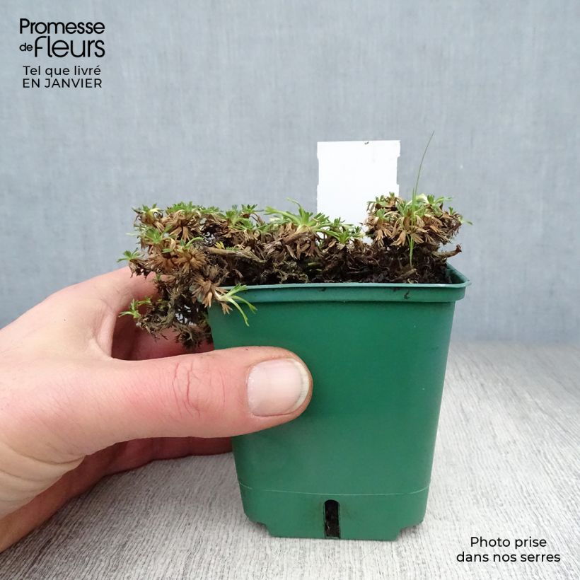 Azorella trifurcata Nana 8/9 cm pot sample as delivered in winter