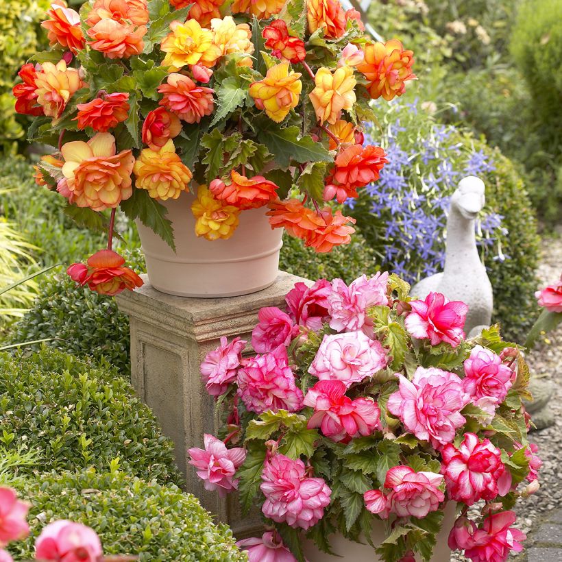 Balcony begonia 2 colour mix - Begonia × tuberhybrida Golden and Pink (Plant habit)
