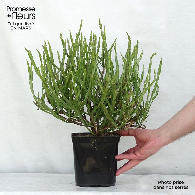 Baccharis genistelloides 3L/4L pot sample as delivered in spring