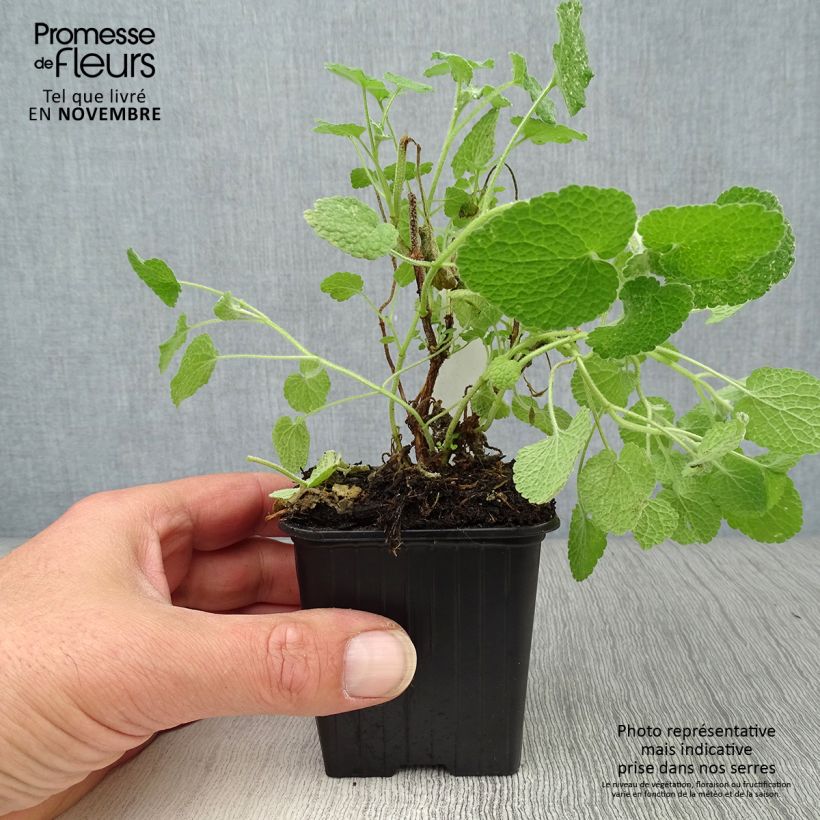 Ballota pseudodictamnus 8/9 cm pot sample as delivered in autumn