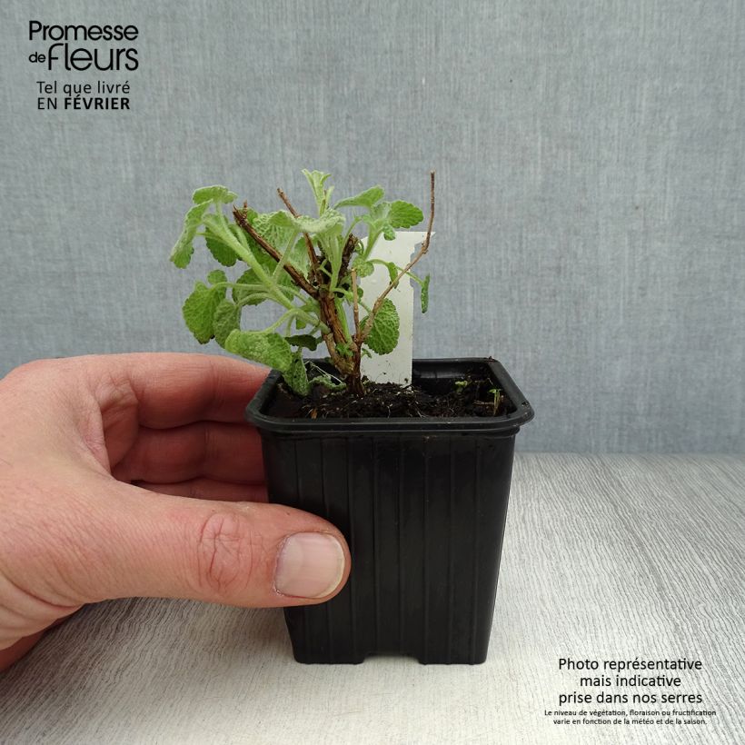 Ballota pseudodictamnus 8/9 cm pot sample as delivered in winter