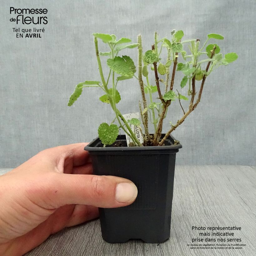 Ballota pseudodictamnus 8/9 cm pot sample as delivered in spring