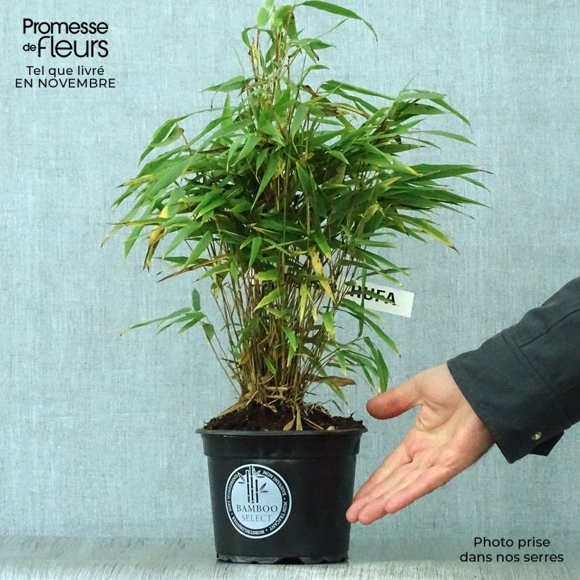 Fargesia rufa - Non-running Bamboo 2L/3L pot sample as delivered in autumn