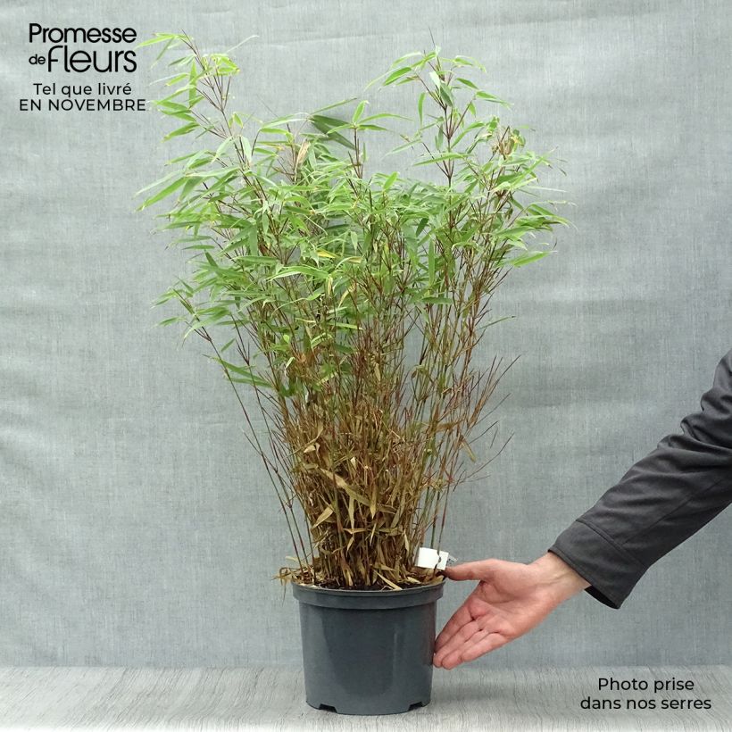 Fargesia rufa - Non-running Bamboo 4L/5L pot sample as delivered in autumn