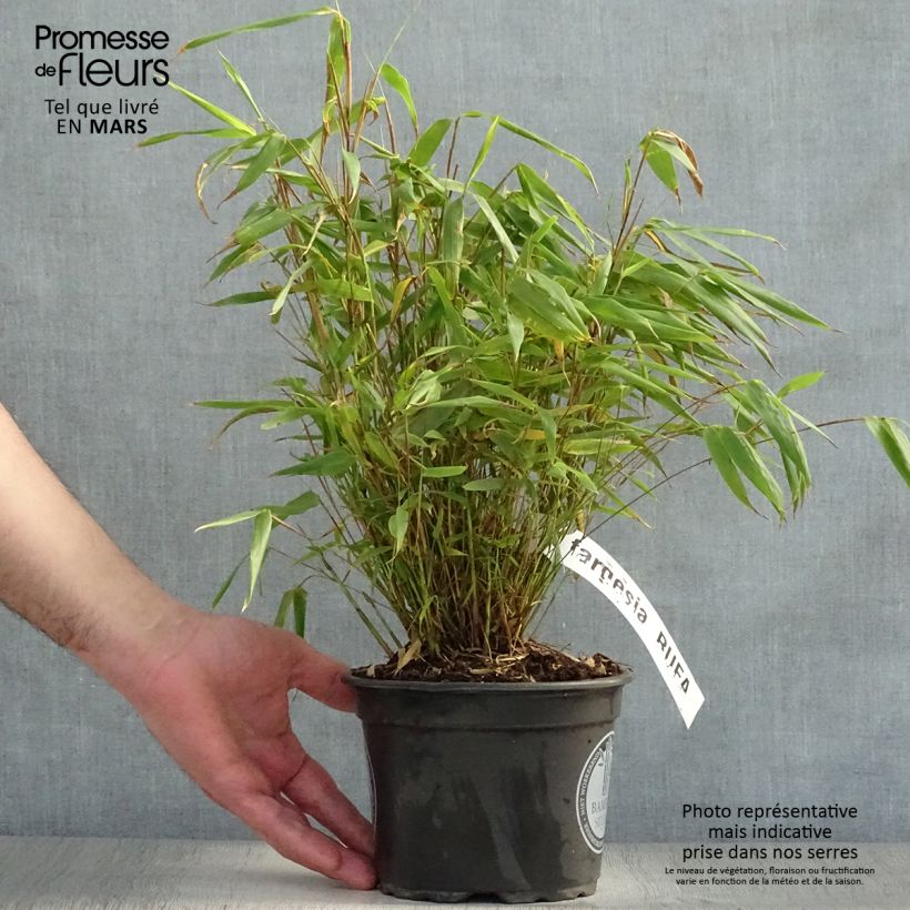 Fargesia rufa - Non-running Bamboo 2L/3L pot sample as delivered in spring