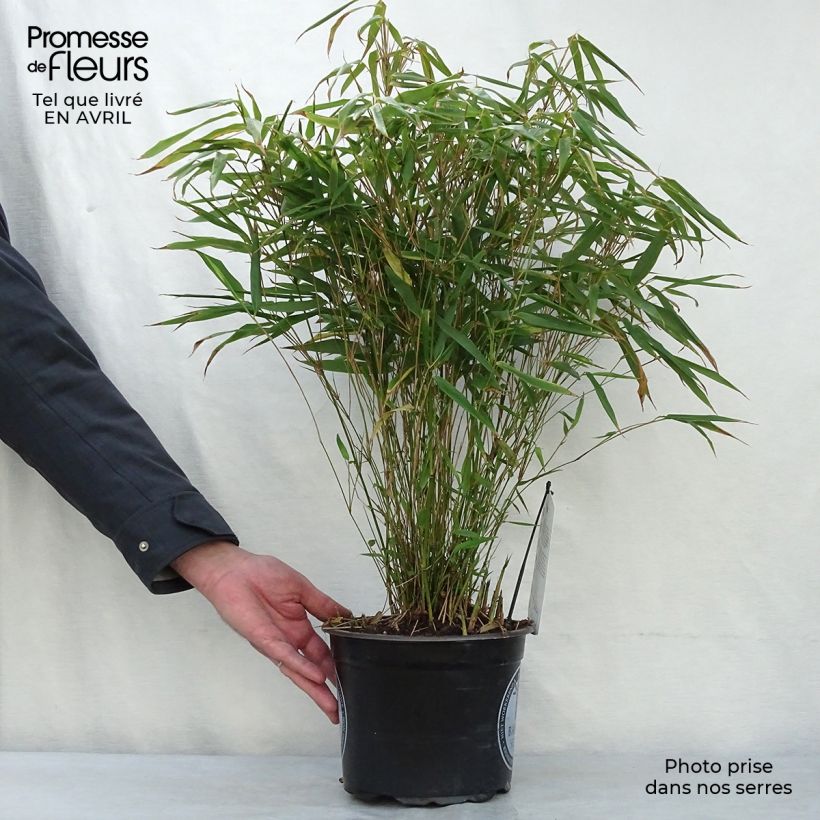 Fargesia rufa - Non-running Bamboo 4L/5L pot sample as delivered in spring