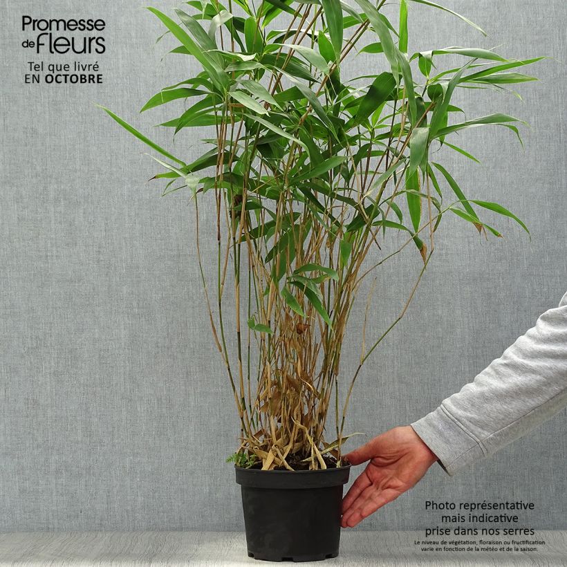 Pseudosasa japonica - Metake Bamboo 2L/3L pot sample as delivered in autumn