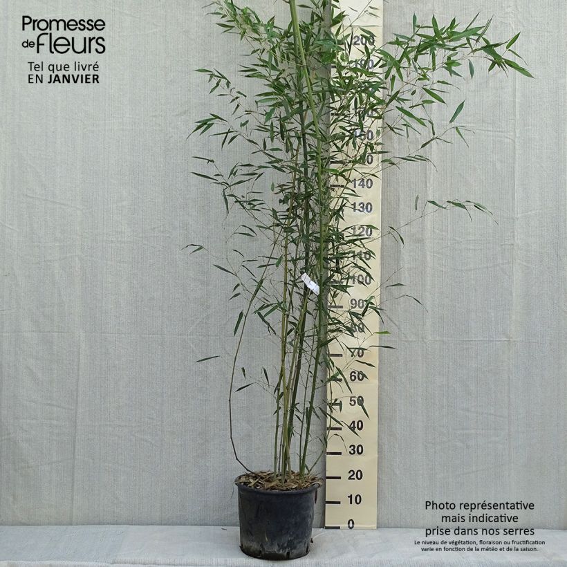 Phyllostachys bissetii - Bamboo 7.5L/10L pot sample as delivered in winter