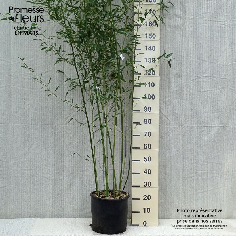Phyllostachys bissetii - Bamboo 7.5L/10L pot sample as delivered in spring