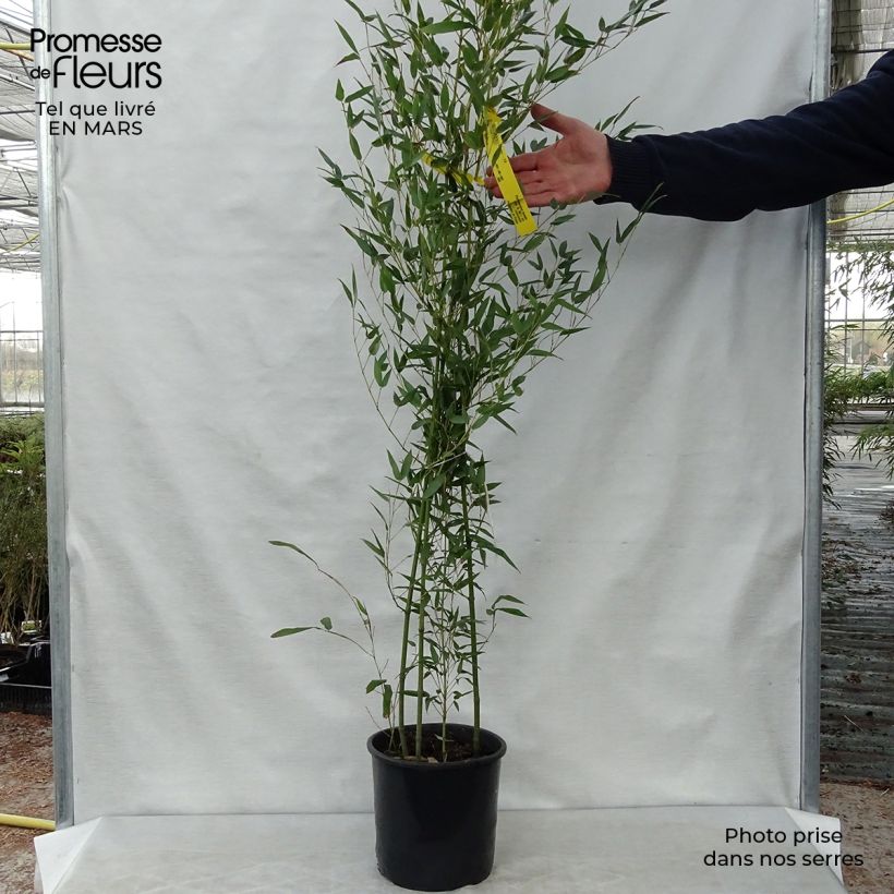 Phyllostachys bissetii - Bamboo 4L/5L pot sample as delivered in spring