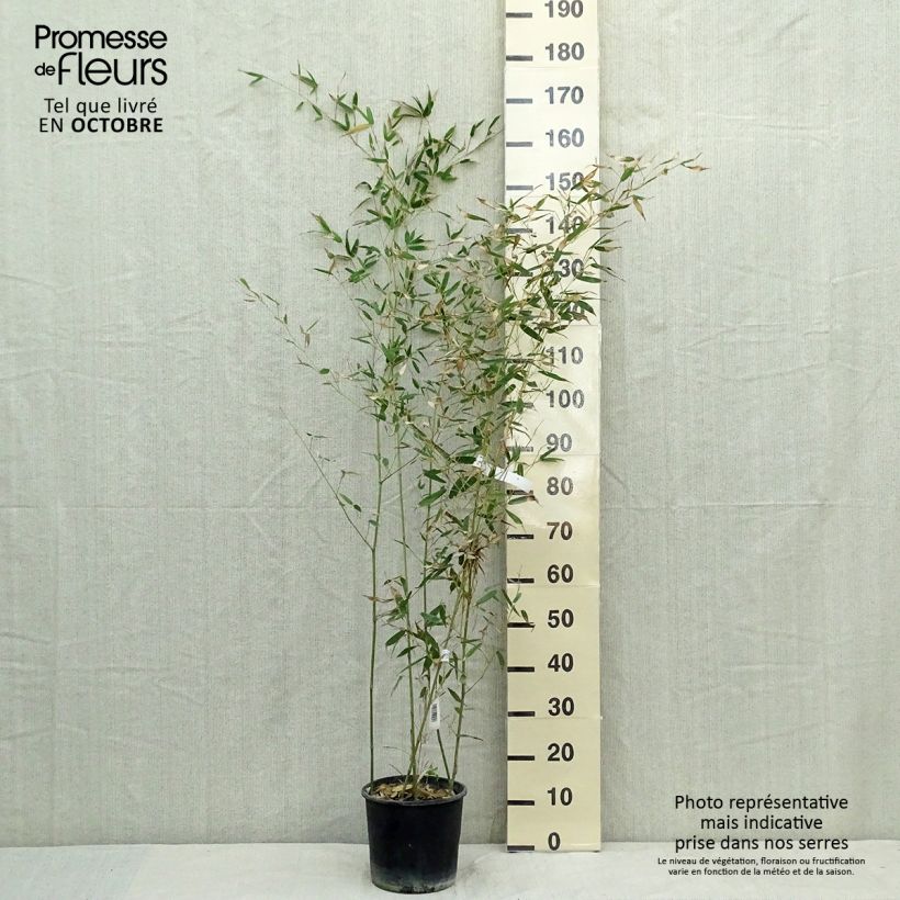 Phyllostachys bissetii - Bamboo 4L/5L pot sample as delivered in autumn