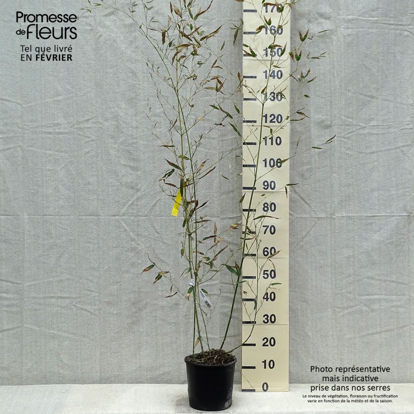 Phyllostachys bissetii - Bamboo 4L/5L pot sample as delivered in winter