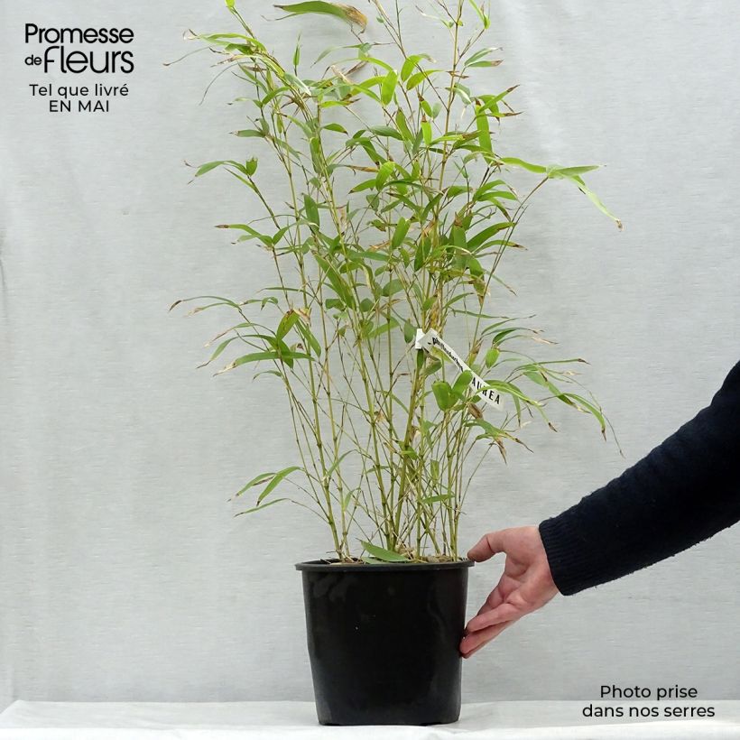 Golden Bamboo - Phyllostachys aurea 4L/5L pot sample as delivered in spring