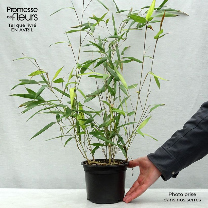 Yellow Bamboo - Phyllostachys aureosulcata Aureocaulis 2L/3L pot sample as delivered in spring