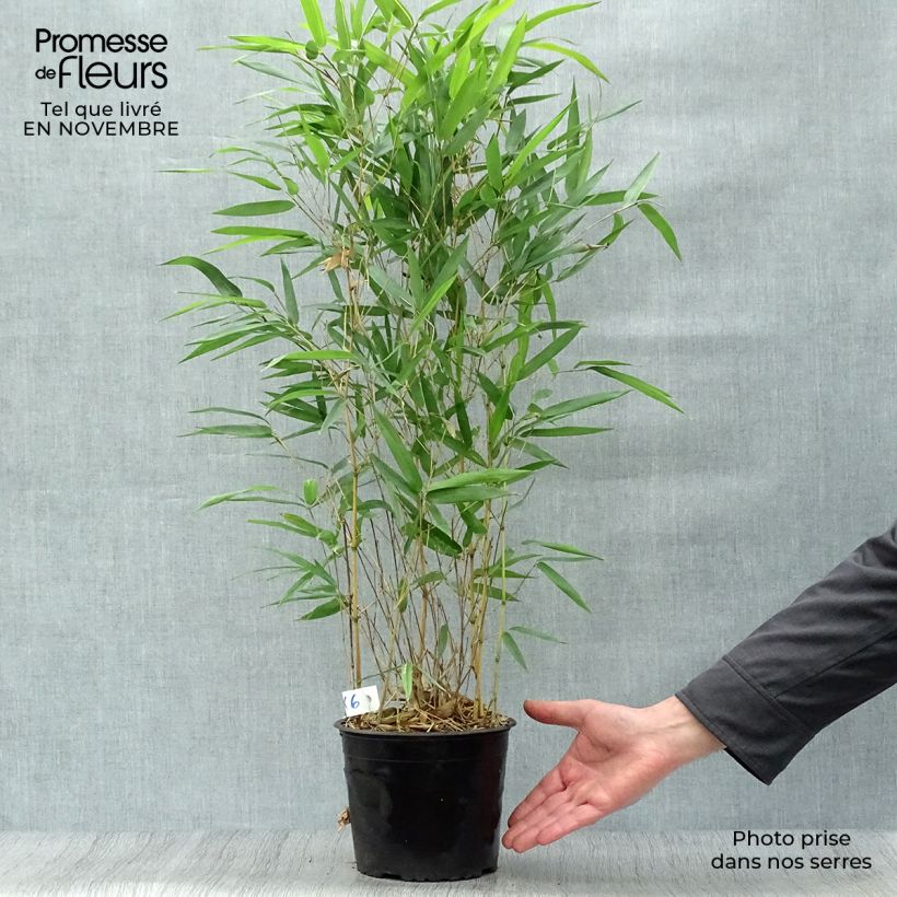 Yellow Bamboo - Phyllostachys aureosulcata Aureocaulis 2L/3L pot sample as delivered in autumn