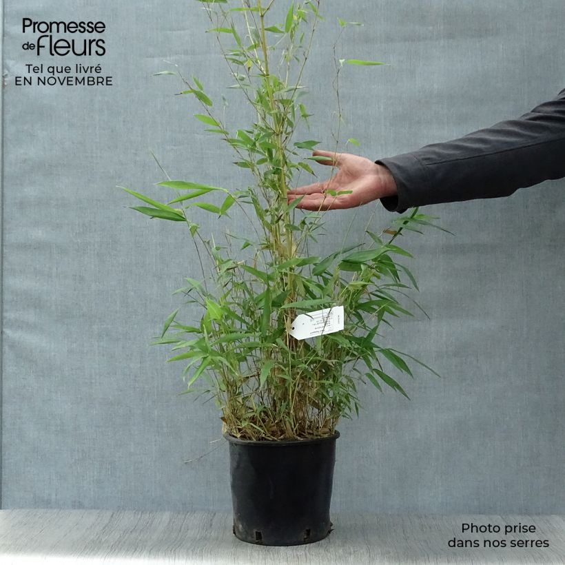 Yellow Bamboo - Phyllostachys aureosulcata Aureocaulis 4L/5L pot sample as delivered in autumn