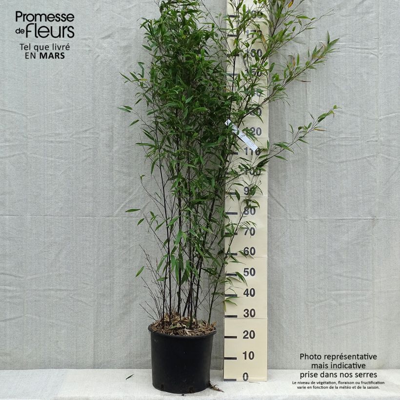 Black bamboo - Phyllostachys nigra 7.5L/10L pot sample as delivered in winter