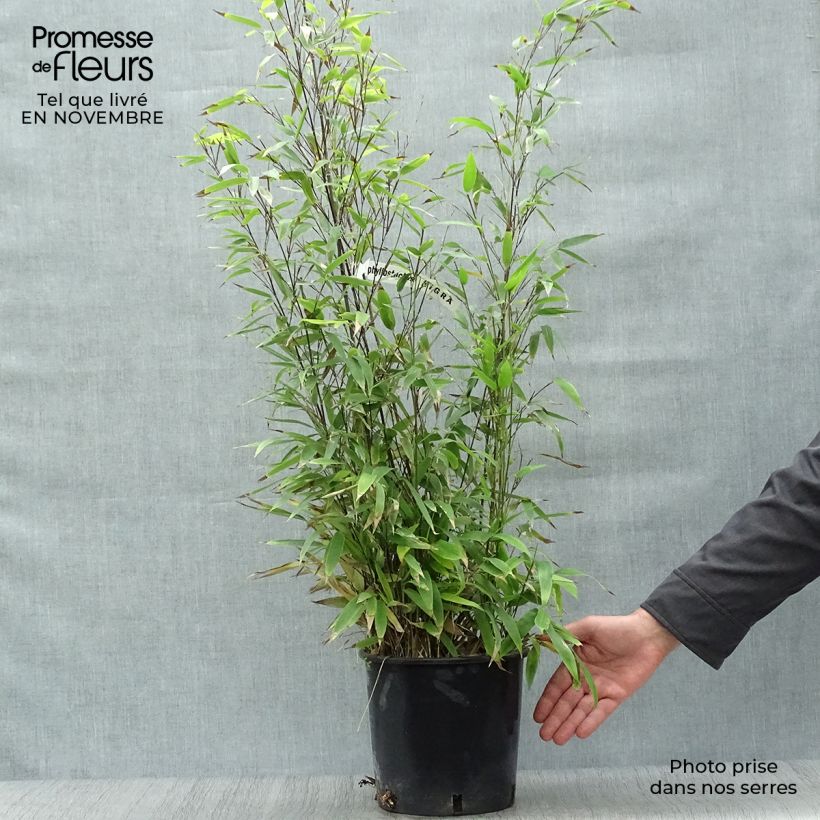 Black bamboo - Phyllostachys nigra 4L/5L pot sample as delivered in autumn