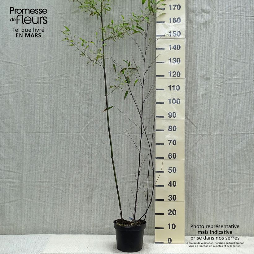 Black bamboo - Phyllostachys nigra 7.5L/10L pot sample as delivered in spring