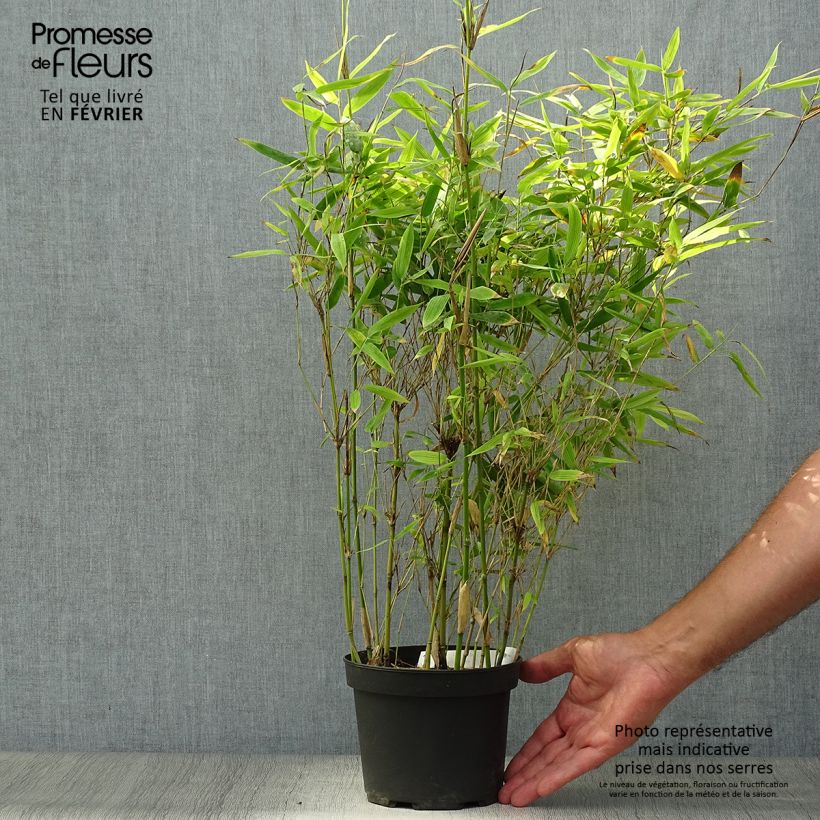 Fargesia murielae Simba - Non-running Bamboo 2L/3L pot sample as delivered in autumn