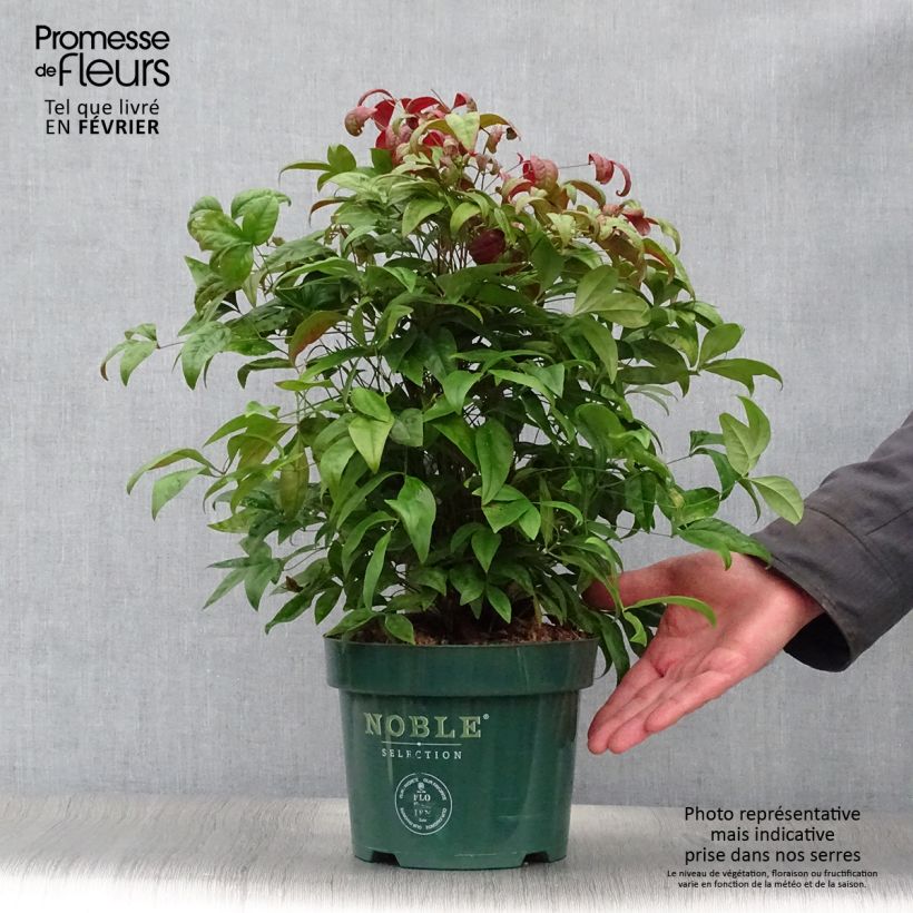 Nandina domestica Blush Pink Aka - Sacred Bamboo 2L/3L pot sample as delivered in winter
