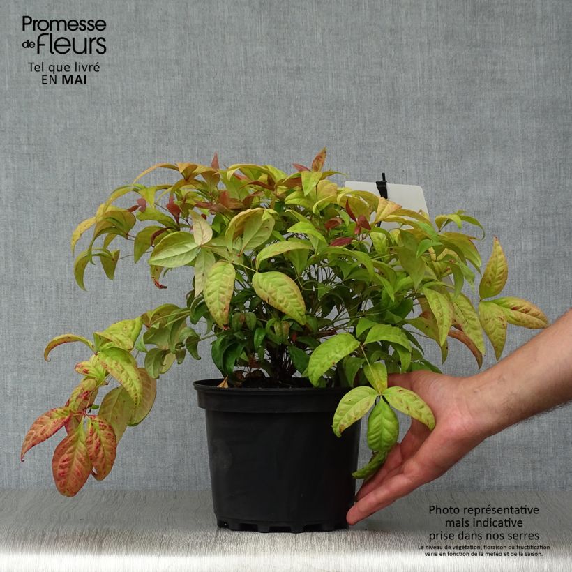 Nandina domestica Blush Pink Aka - Sacred Bamboo 2L/3L pot sample as delivered in spring
