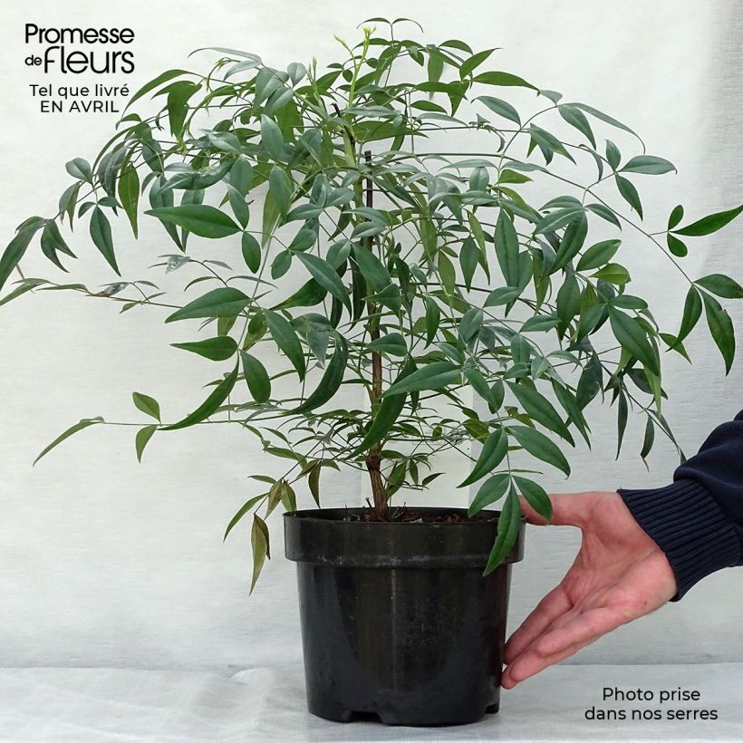 Nandina domestica Brightlight - Sacred Bamboo 3L/4L pot sample as delivered in spring