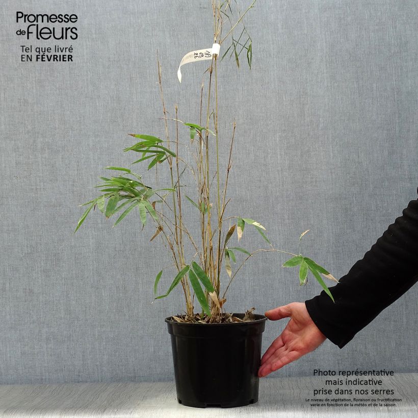 Bambusa glaucescens multiplex Alphonse Karr - Hedge Bamboo 4L/5L pot sample as delivered in winter