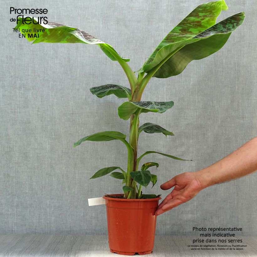 Musa acuminata Dwarf Cavendish - Banana 6L/7L pot sample as delivered in spring