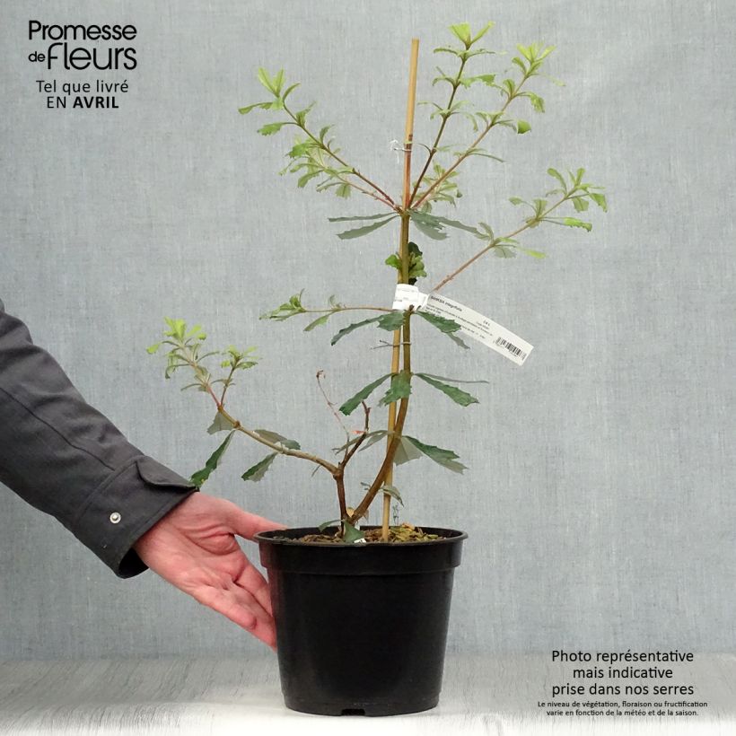 Banksia integrifolia 3L/4L pot sample as delivered in spring
