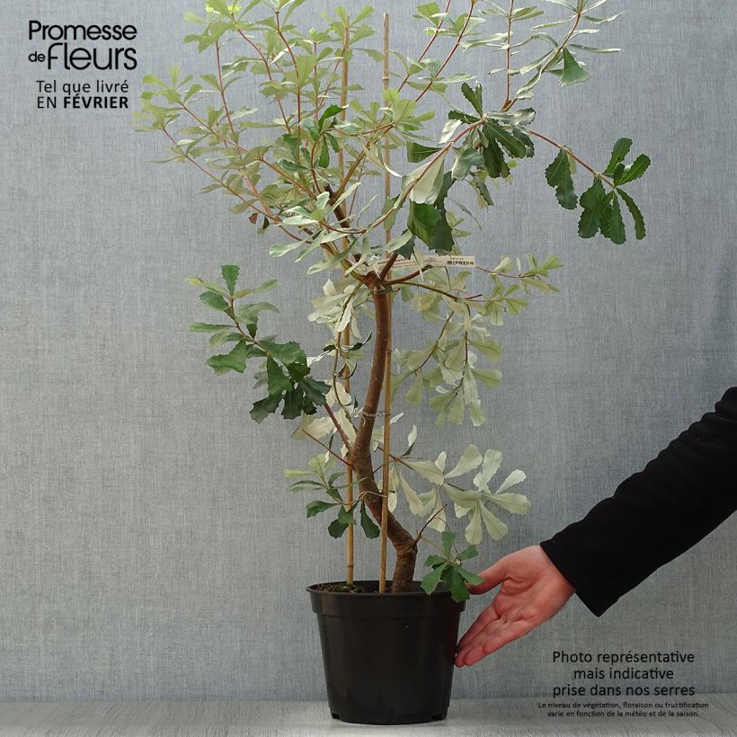 Banksia integrifolia 3L/4L pot sample as delivered in winter