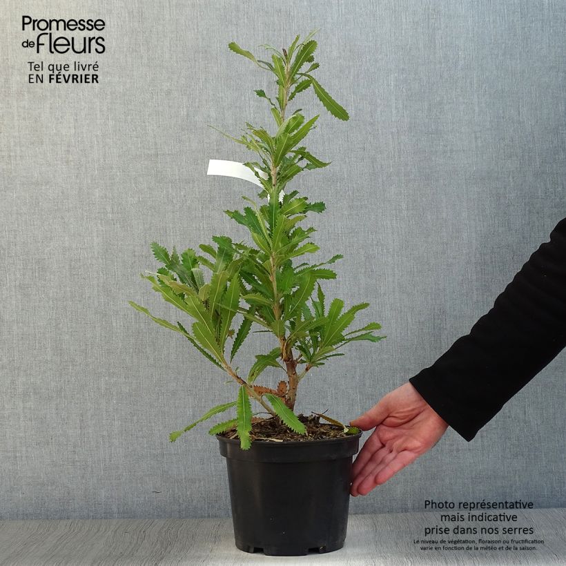 Banksia serrata 4L/5L pot sample as delivered in winter