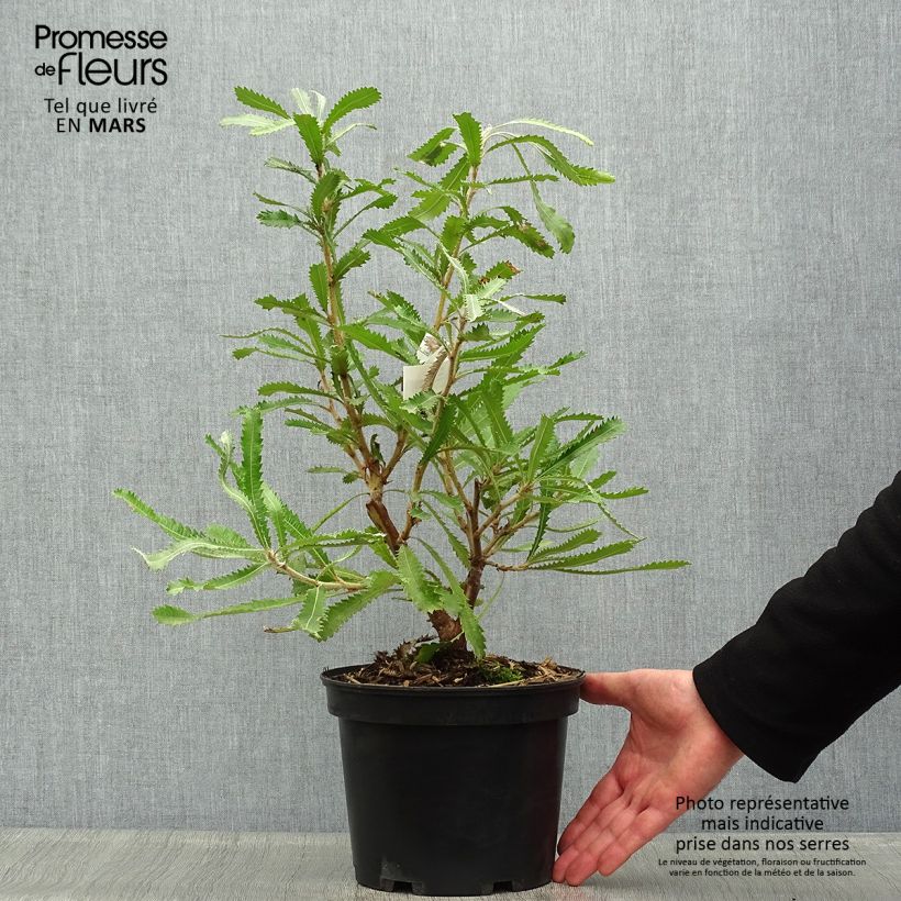 Banksia serrata 4L/5L pot sample as delivered in spring
