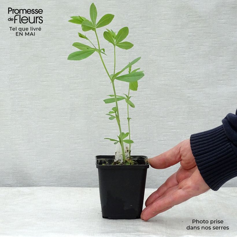 Baptisia Decadence Series Blueberry Sundae - False Indigo 8/9 cm pot sample as delivered in spring