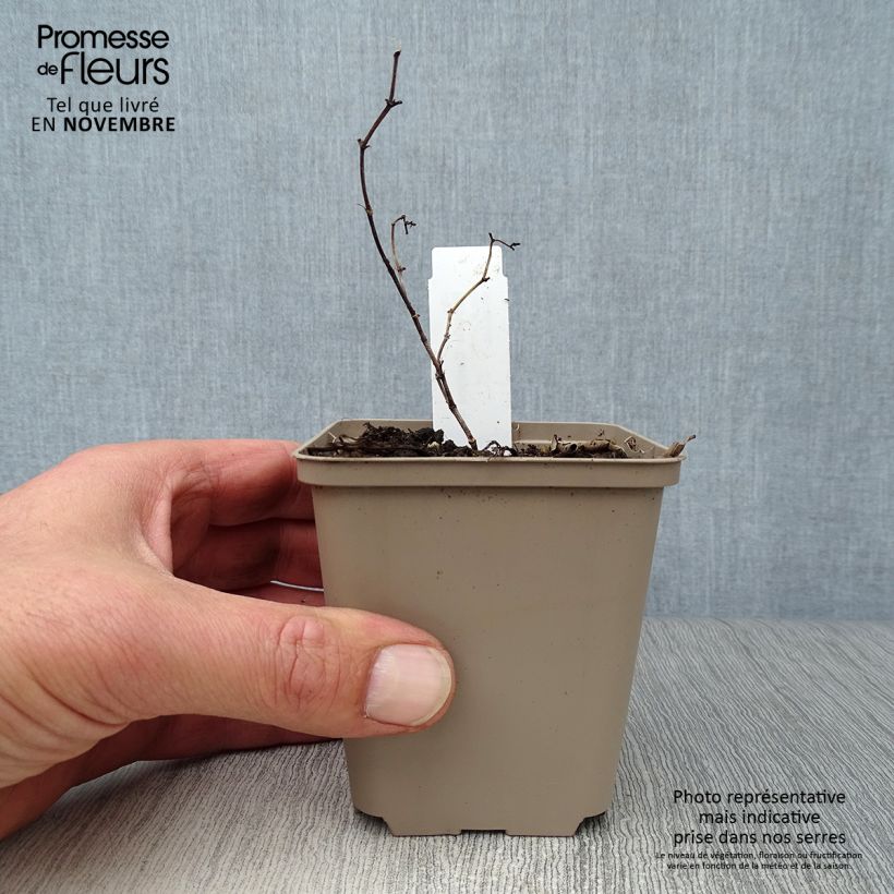 Baptisia Carolina Moonlight - False Indigo 8/9 cm pot sample as delivered in autumn