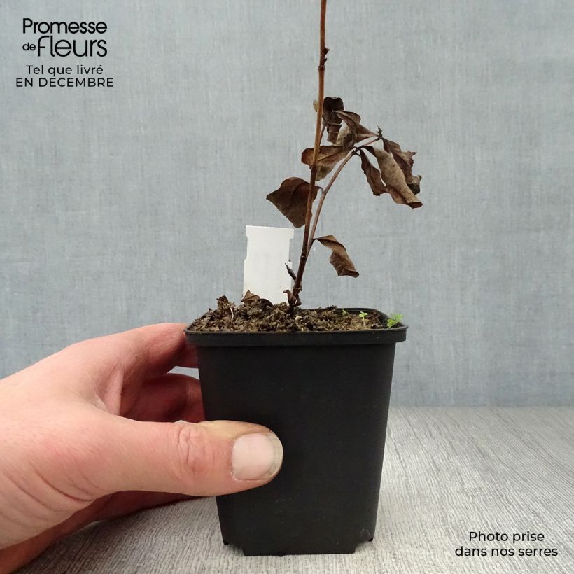 Baptisia Carolina Moonlight - False Indigo 8/9 cm pot sample as delivered in winter