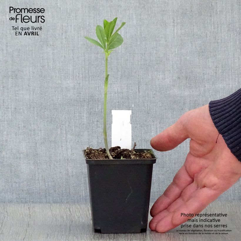 Baptisia Carolina Moonlight - False Indigo 8/9 cm pot sample as delivered in spring