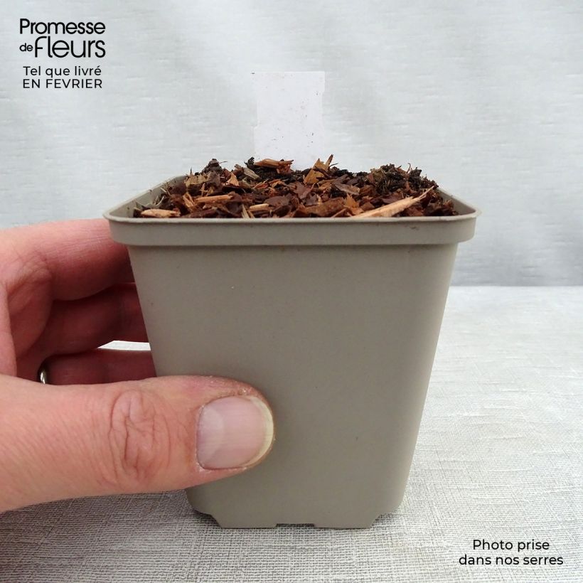 Baptisia Cherries Jubilee - False Indigo 8/9 cm pot sample as delivered in winter