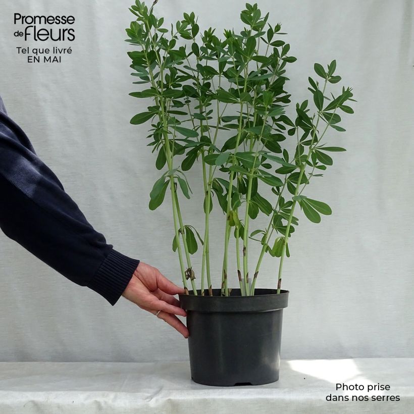 Baptisia Cherries Jubilee - False Indigo 4L/5L pot sample as delivered in spring