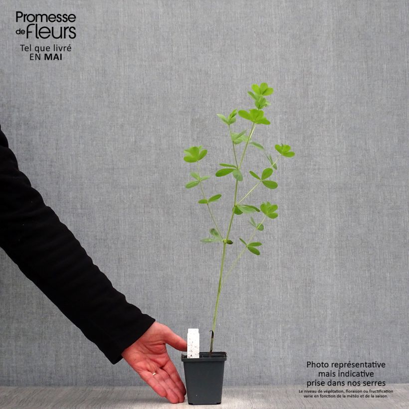 Baptisia Decadence Series Dark Chocolate - False Indigo 8/9 cm pot sample as delivered in spring