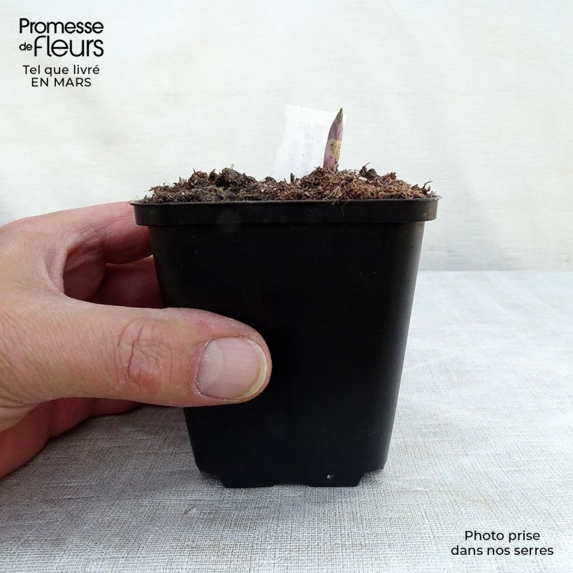 Baptisia Decadence Series Dutch Chocolate - False Indigo 8/9 cm pot sample as delivered in winter