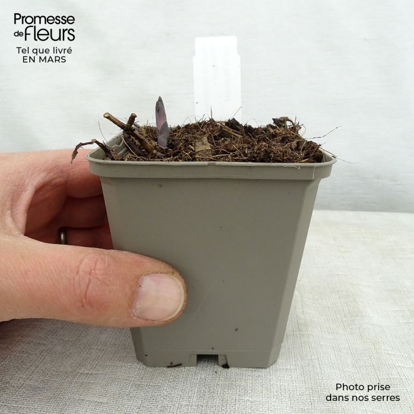 Baptisia Decadence Series Lemon Meringue - False Indigo 8/9 cm pot sample as delivered in spring