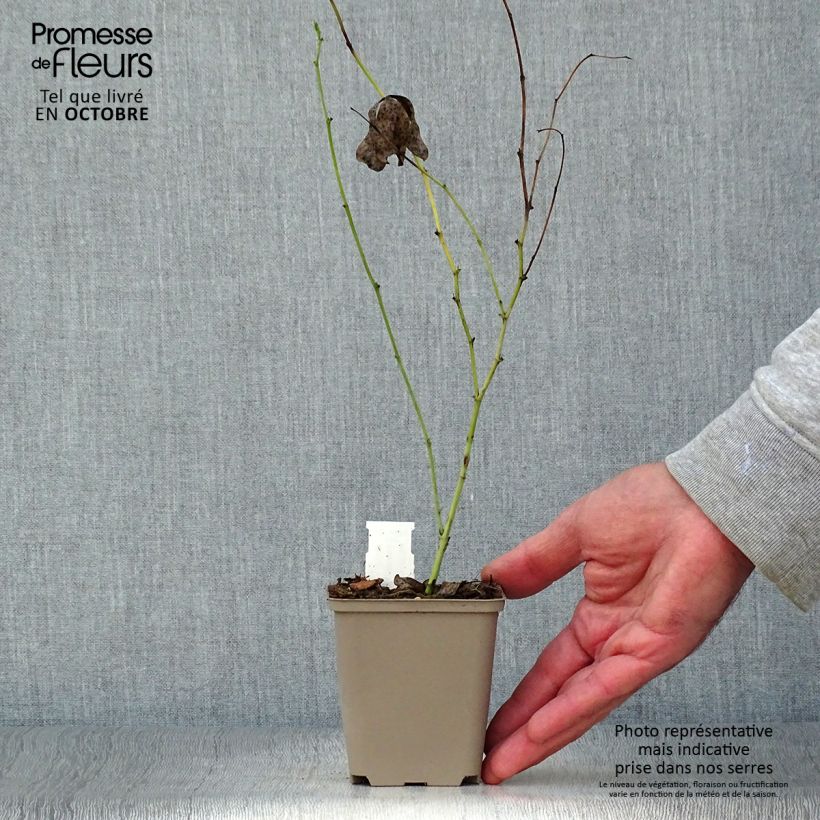 Baptisia australis Starlite Prairieblues - False Indigo 8/9 cm pot sample as delivered in autumn