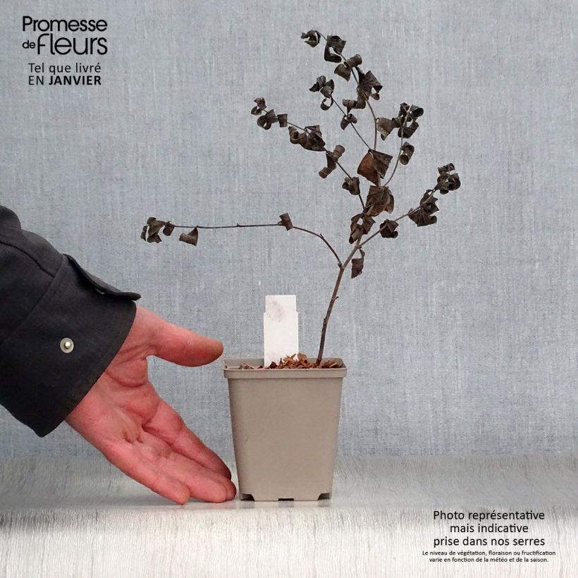 Baptisia australis Starlite Prairieblues - False Indigo 8/9 cm pot sample as delivered in winter