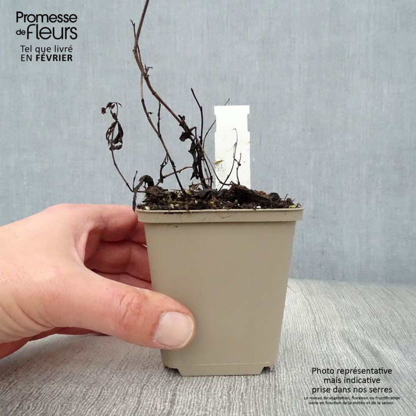 Baptisia Decadence Series Vanilla Cream - False Indigo 8/9 cm pot sample as delivered in winter