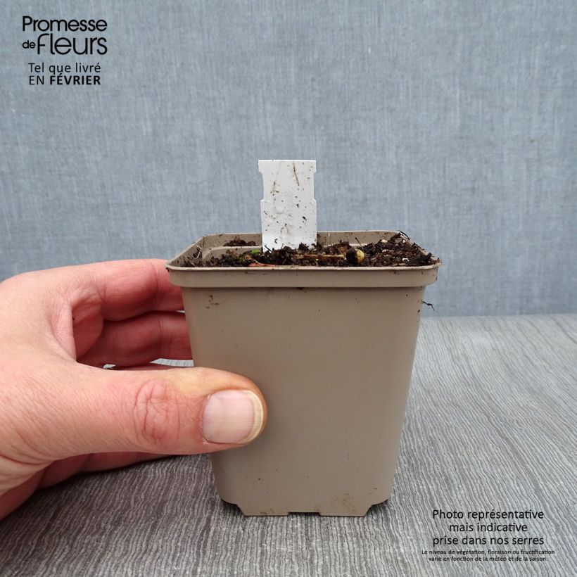 Baptisia albescens Pink Form - False Indigo 8/9 cm pot sample as delivered in winter