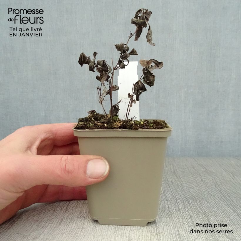 Baptisia australis var. minor Dark Blue - False Indigo 8/9 cm pot sample as delivered in winter