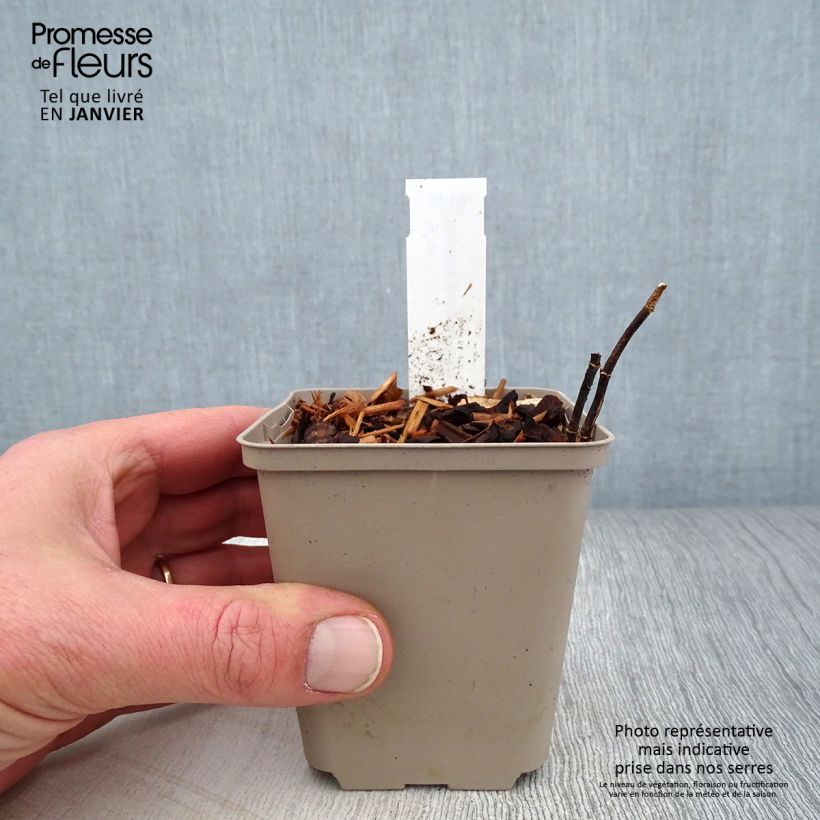 Baptisia alba - White False Indigo 8/9 cm pot sample as delivered in winter