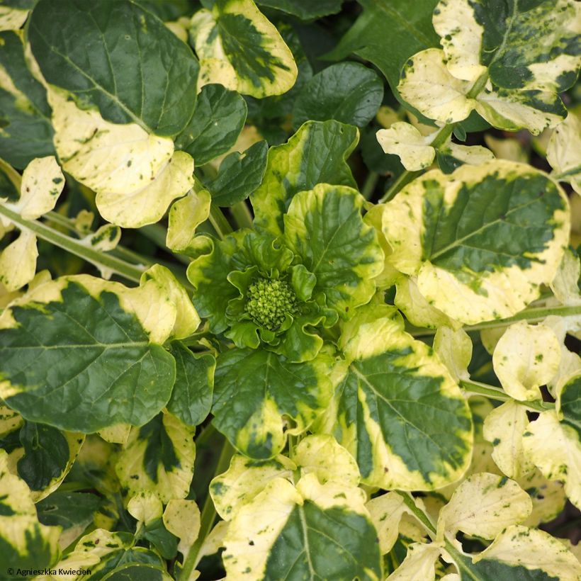 Barbarea vulgaris Variegata (Foliage)